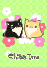 Shiba Inu & Catharanthus roseus