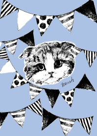 I look up at the sky. scottishfold