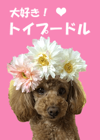 大好き！トイプードル