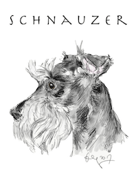Schanuzer