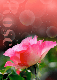 RED ROSE GARDEN from JAPAN