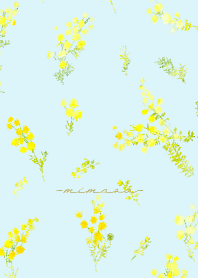 Spring color flowers -mimosa blue-