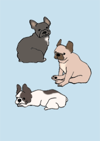 狗 法國鬥牛犬_淡藍色
