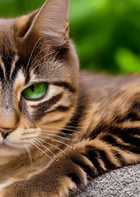 Nyanko Great Runaway#MPTBA012.