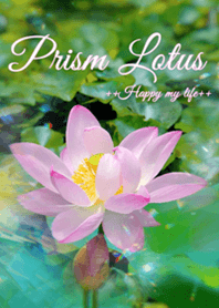 Prism Lotus