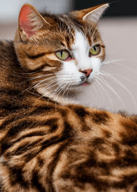 Nyanko Great Runaway#BXWS522.