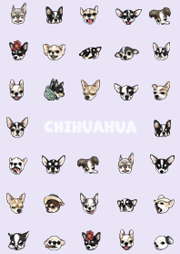 chihuahua2 - light purple