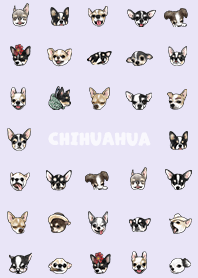 chihuahua2 / light purple
