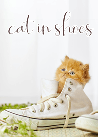 Shoes cat