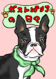 ボストンテリアの日々