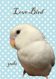コザクラインコ(ゆきちゃん)
