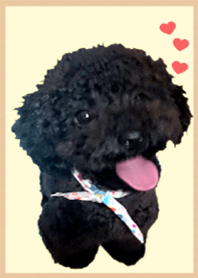 トイプードル「＠ペットグランプリ」