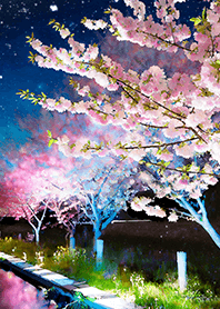 Beautiful night cherry blossoms#1606