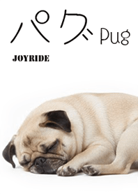 パグ : Pug 04