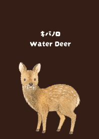 Water Deer brown