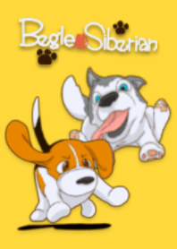 Beagle and Siberian