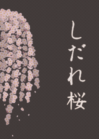 Weeping cherry blossom + chestnut [os]