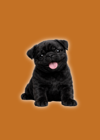Black Pug Plush Theme Brown 05
