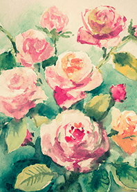 Beautiful rose flower(R4095)