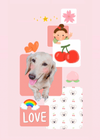 臘腸狗豆豆♡主題初登場♡1