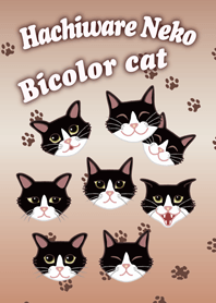 Hachiware Neko:Bicolor Cat
