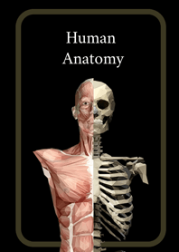 人体解剖図