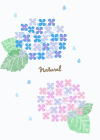 Hydrangea watercolor22 from Japan