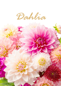 Dahlia vol.6