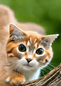 Nyanko Great Runaway#mngap523.