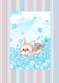 yorkei-Nemophila-
