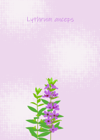 September's birth flower,Lythrum anceps