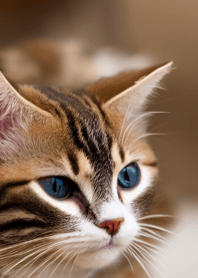 Nyanko Great Runaway #Bywal08.