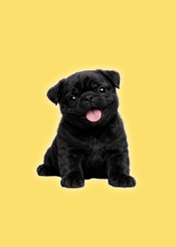 Black Pug Plush Theme Yellow 01