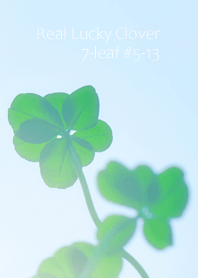 本物ラッキークローバー 7-leaf #5-13