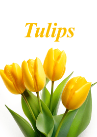 チューリップ vol.23
