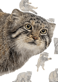 Pallas's Cat (Realistic) White
