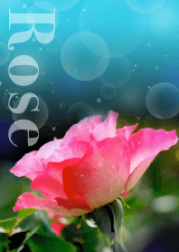 BLUE ROSE GARDEN from JAPAN