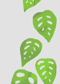 Monstera adansonii