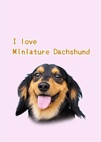 Dress up of a miniature dachs malo