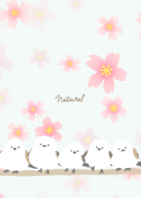 Long-tailed Tit cherry blossoms bloom17J