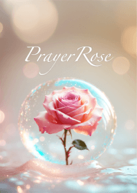 Prayer Rose 2