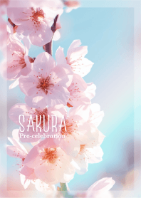 SAKURA -Pre-celebration-