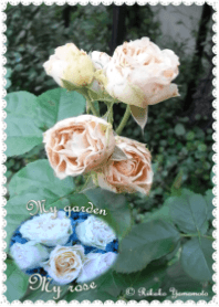 My garden, My rose_Antique lace_3