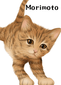 Morimoto Cute Tiger cat kitten