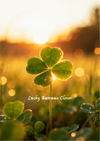 金運＆幸運を集めるラッキークローバー 2