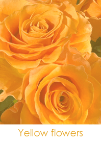 Yellow flowers-hisatoto 4