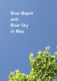 青紅葉と五月の青い空