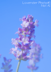 Lavender Photo #1-9 NotAI