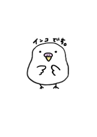 インコです。(アルビノ)