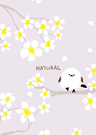 Long-tailed Tit White flower3 from Japan